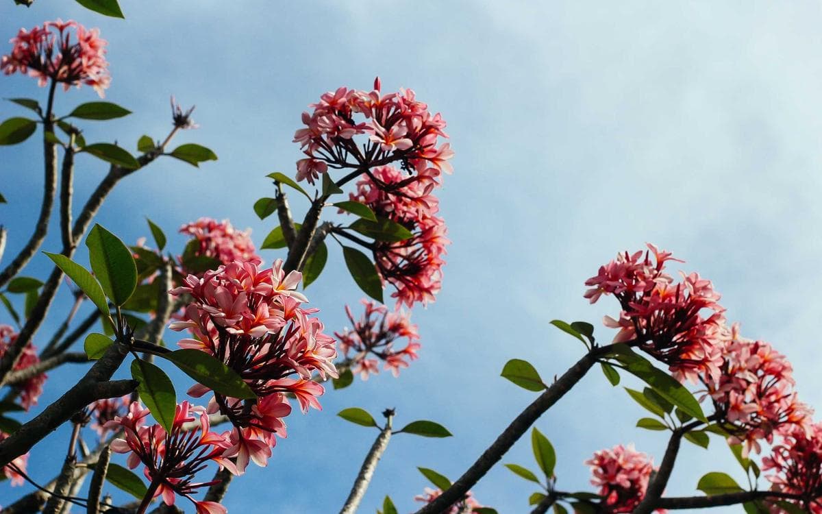Bright Lightroom Presets Vol.248
