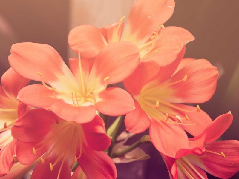 Clean Social Media Kit Vol.441